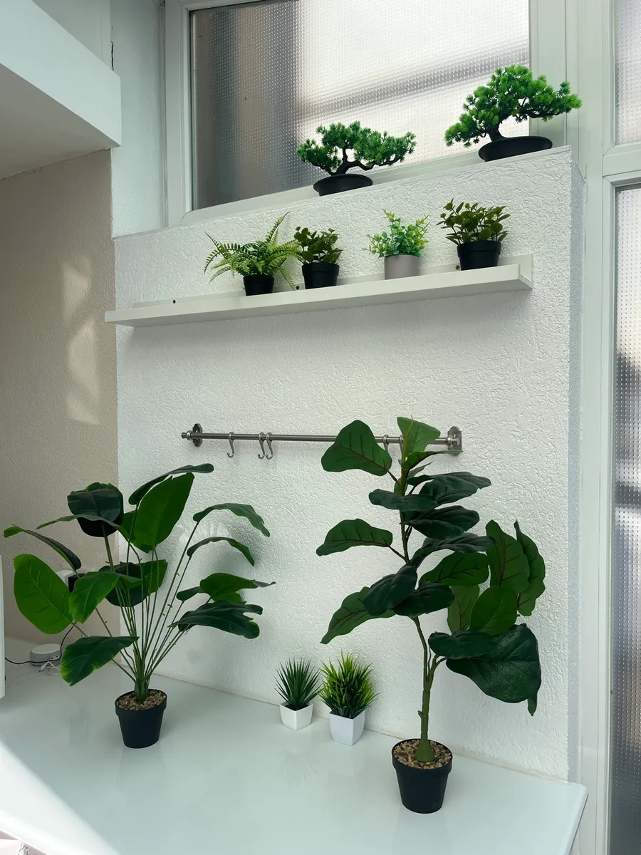 Decorative Indoor Plants 2